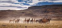 Wilde Pferde in Patagonien von Gerard Burgstede Miniaturansicht