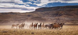 Wilde paarden in Patagonie van Gerard Burgstede