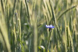 Cornflower by Christina Neuhaus-Petrosino