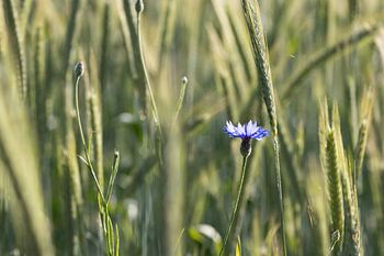 Kornblume