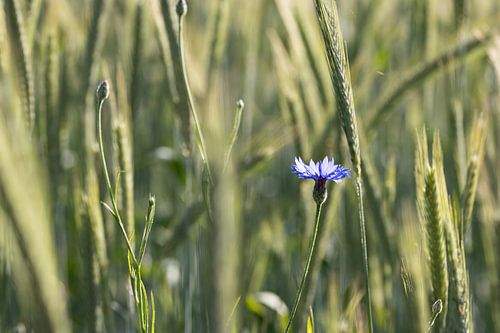 Korenbloem