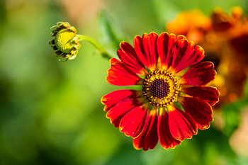Leuchtende Blumen stehen im Fokus