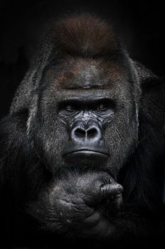 Portrait of a strong male gorilla looking suspiciously in the side, fist props up his face, full fac