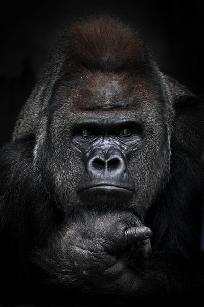 Portrait of a strong male gorilla looking suspiciously in the side, fist props up his face, full fac by Michael Semenov