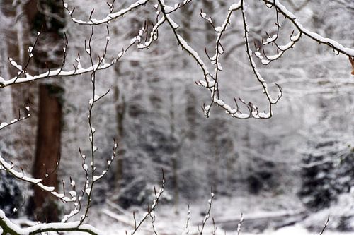 verfijnd sneeuwlandschap op landgoed Sandwijck de Bilt