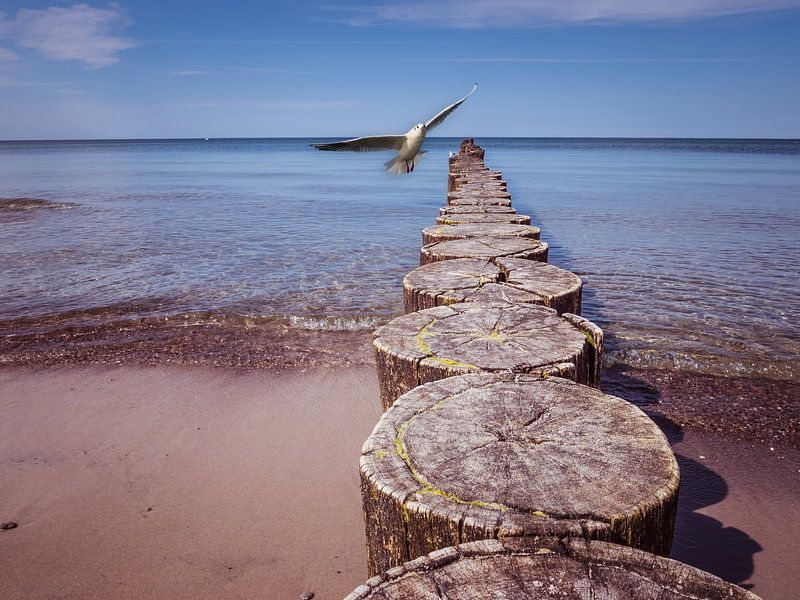 Buhne mit Möwe an der Ostseeküste in Heiligendamm von Animaflora PicsStock
