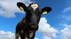 Close up of a young cow by Bo Valentino