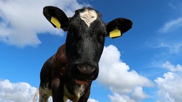 Close-up van een jonge koe van Bo Valentino