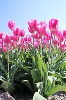 Veld vol met roze tulpen die oplichten in de zon