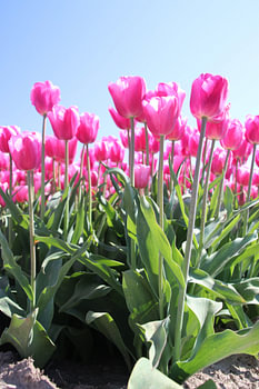 Champ plein de tulipes roses qui s'allument au soleil
