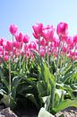 Veld vol met roze tulpen die oplichten in de zon van André Muller thumbnail