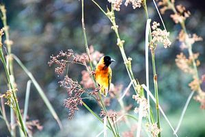 Herbe et oiseau jaune