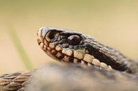 Mannelijke adder (Vipera berus)