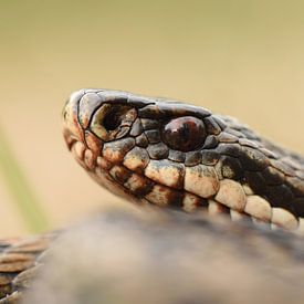 Male adder (Vipera berus) by Frank Heinen