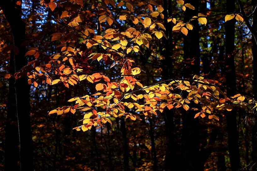 Beech by Thomas Jäger