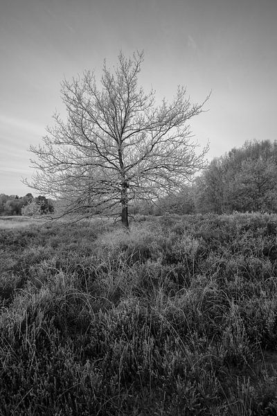 black and white by Bart Liesenborgs