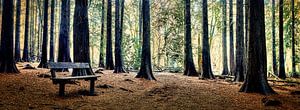 Mystischer Wald mit einer Bank zwischen hohen Nadelbäumen