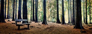 Mystischer Wald mit einer Bank zwischen hohen Nadelbäumen