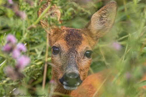 Portrait de cerf