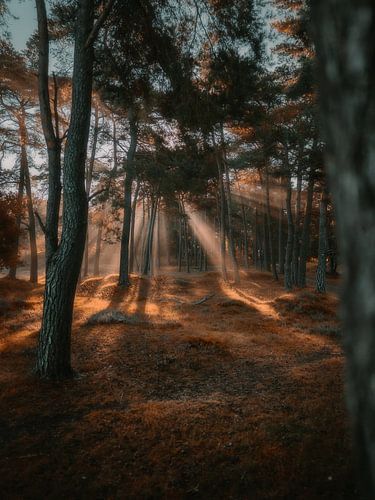 Sun harps through the forest
