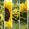 sunflower collage by Yvonne Blokland