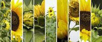 sunflower collage von Yvonne Blokland Miniaturansicht