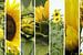 zonnebloem collage van Yvonne Blokland
