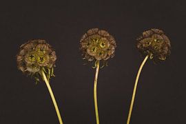 Triple Scabious