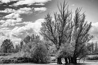 "Nature seen achromatically"