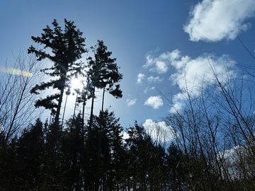 Hoge bomen vangen wind