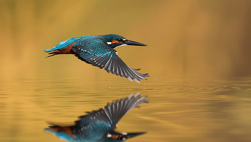 IJsvogel net boven het wateroppervlak