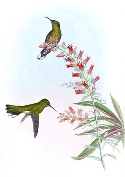 Owen's Sabre-Wing, John Gould van Hummingbirds