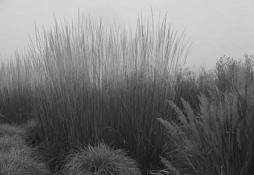 Das Rascheln des Schilfs im Morgennebel.