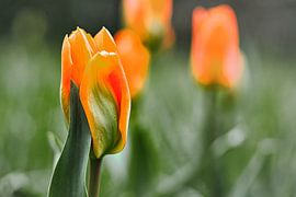 Tulpen auf einer Wiese mit schönem Bokeh. von Martin Köbsch