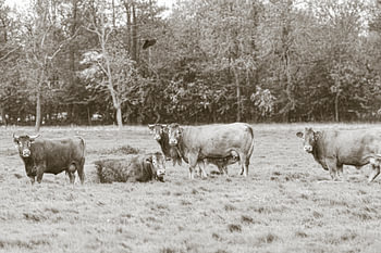 Herd of Heck cattle