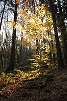 Waldlichter