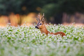 roe deer buck sur Pim Leijen