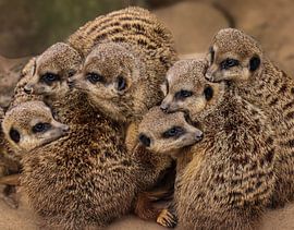 Series Meerkat by Lens_en_Dier