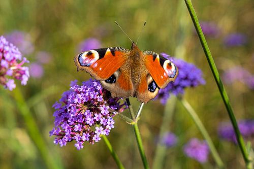 Brightly coloured butterfly (peacock) on flower (Verbena bonariensis)