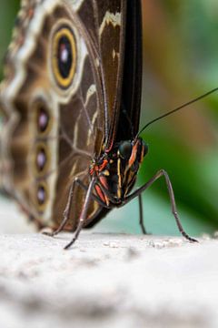 Schmetterling von Ineke Wildeboer