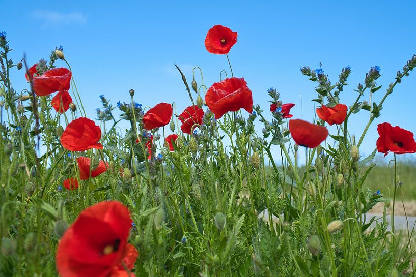 Klaproos met rode bloemblaadjes van Martin Köbsch