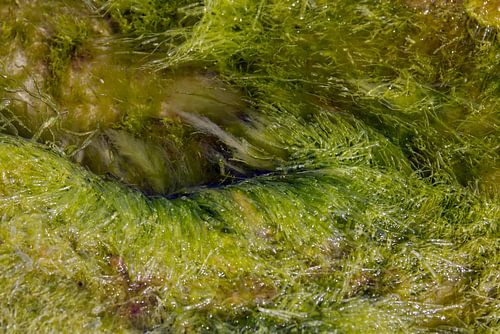 Kelp - groene algen in de Oostzee