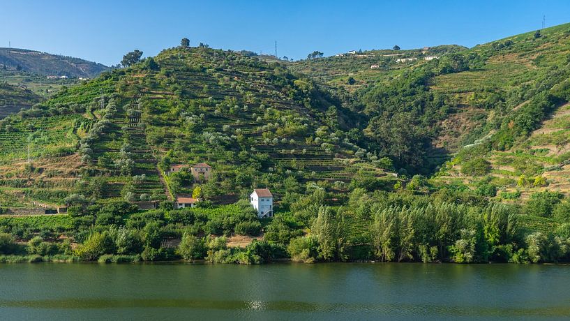 Vineyards on the Douro River in Portugal by Jessica Lokker