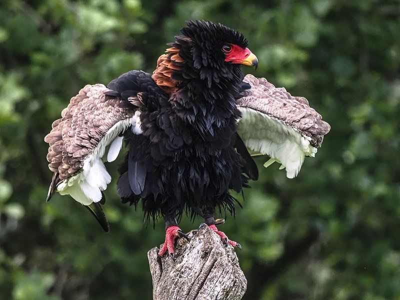 Bateleur by Loek Lobel