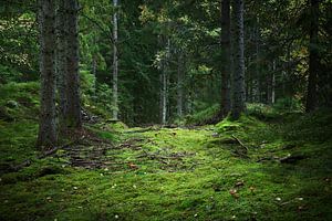 Waldweg sur Heike Hultsch