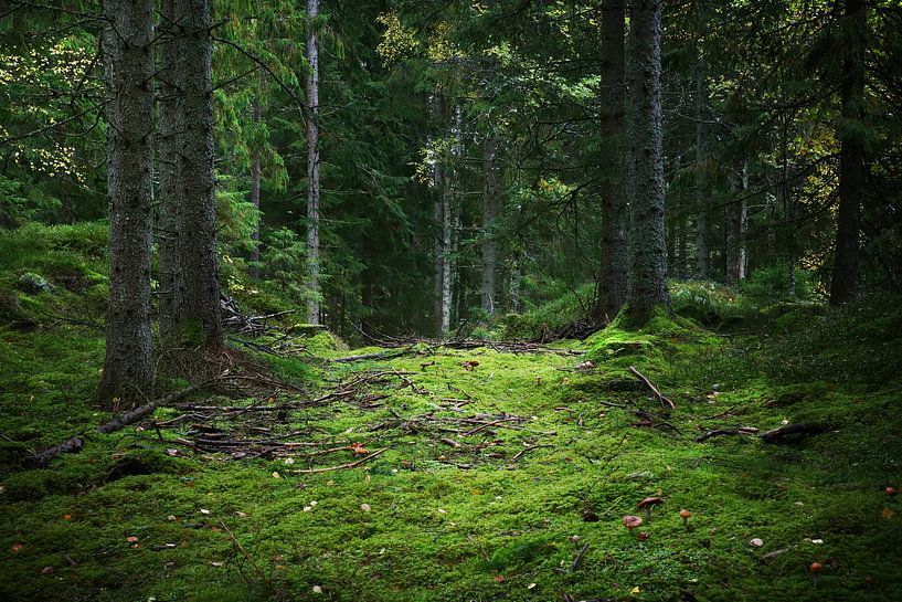Waldweg von Heike Hultsch