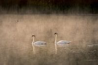 Schwanensee im Morgennebel