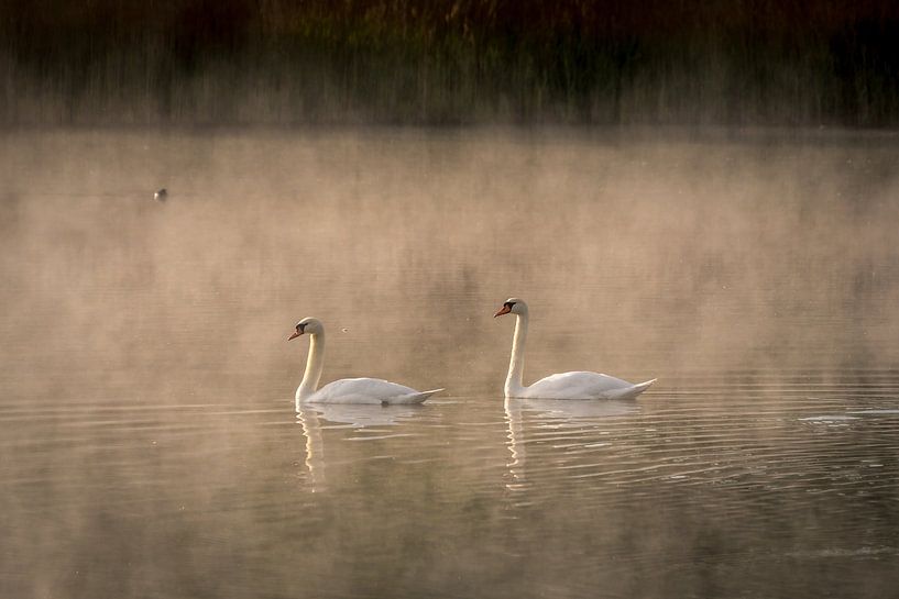 Schwanensee im Morgennebel von Christian Möller Jork