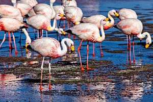 Die Flamingos der Laguna Colorada
