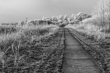 Le paysage des polders sur Ivo de Rooij